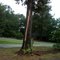 Oak Tree Lightning damage