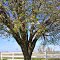 Dogwood
