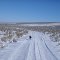 Huckleberry Expeditions / Crazy Cascade Blueticks, Looking for stray cats