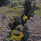 On the Hells Half Acre Lava Flow
