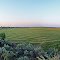 Desert Field