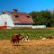 buhl barn