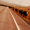 Typical Montana traffic jam in Philipsburg