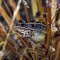 Frog in grass