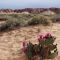 Beavertail Cactus - Valley of Fire, Nevada