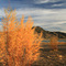 The Burning Bush  ...11.02.07*