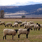 sheep