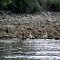 Pelicans at the Basshole