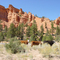 Cows in Casto Canyon, September 2001