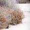 Rigby Winter Scene
