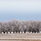 Rigby Winter Scene