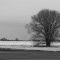 Grey tree