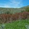 Yago Creek. Red Osier Dogwood leafing out.