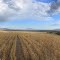 Downey Idaho Wheat