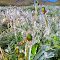 June Freeze Alder Creek Ranch Mackay Idaho