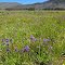 Penstemon blooming in wet Bruce Meadows. June 2013