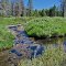 Sack Creek in June
