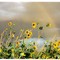 Sunflowers and Rainbows