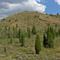 Junipers in Trail Creek, east of Soda Springs, Idaho