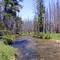 chamberlin creek 025