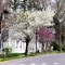 Flower lined streets in Clinton NY