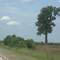 Tree along 45W