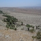 Pushawalla Palms