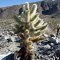 Jumping Cholla