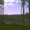 Clearcut