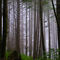 Forest on Trail to Second Beach, Olympic National Park
