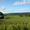 Vineyards near Ukiah