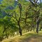 Blue Oak Woodland (Jeff Hart, calinature.com)