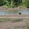 Lake Redmond wildlife