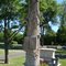 August Schell Burial Plot