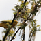 Yellow Warbler