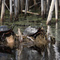 Turtles