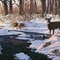 "Millet Creek Deer" a painting by Frank Mittelstadt