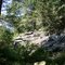 Rothrock state forest turkey
