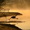 Heron at Dawn, Winthrop Univ. Lake, Rock Hill, SC