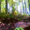 Nanny's Mountain - Foliage/Outcropping/Lit-Trees 001