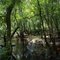  Withlacoochee River at Camp Tygart, New Lois Community, Berrien County, Georgia, USA