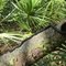 Black Snake
