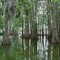 Cypress Grove - Lake Thonotosassa, Florida