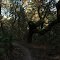 Tree down the Main Trail