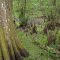 John Sargeant Park Boardwalk; Cypress Tree & Knees