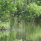 Family of Ducks