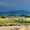 Maeser fields