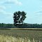 Lonely Tree