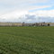 Box Stores Over Take Ag Land