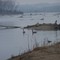 Missouri River Geese